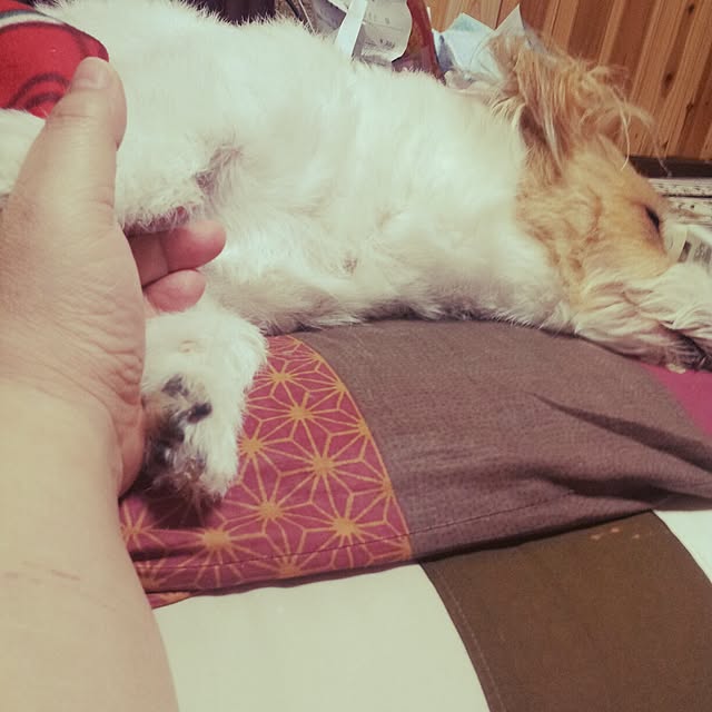 kakkyさんの実例写真