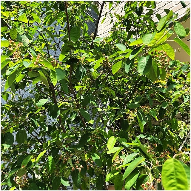 chisaさんの実例写真