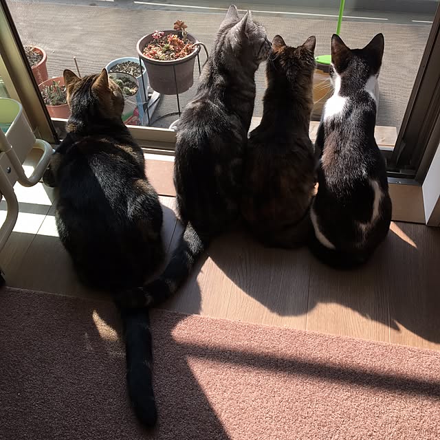 mikomaruさんの実例写真