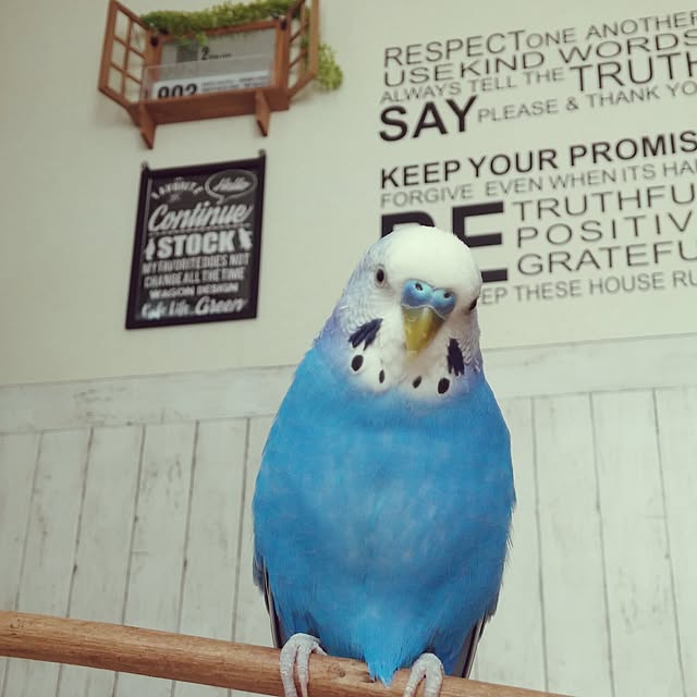 opiopiopiさんの実例写真