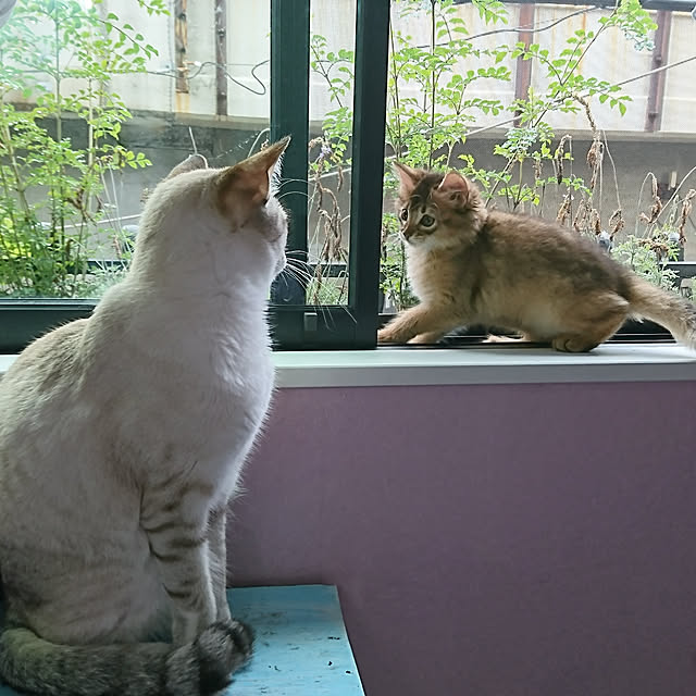 poniさんの実例写真