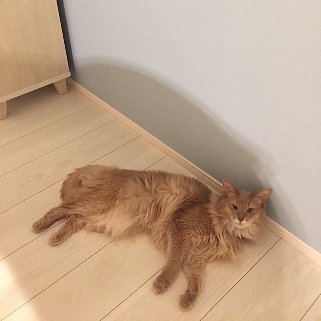 mofucatさんの実例写真