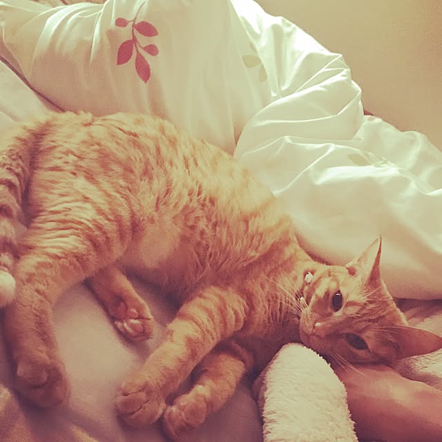 ta.18さんの実例写真