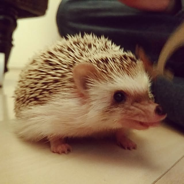 kuruさんの実例写真