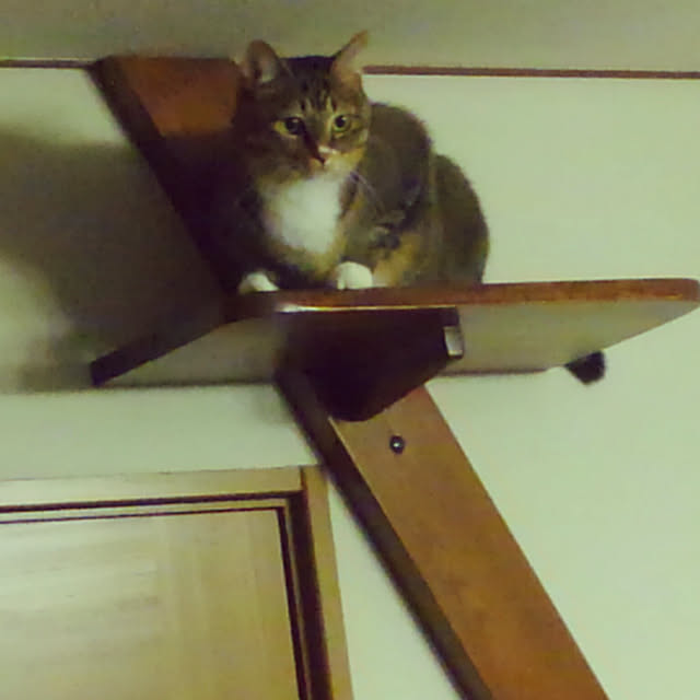Midoriさんの実例写真