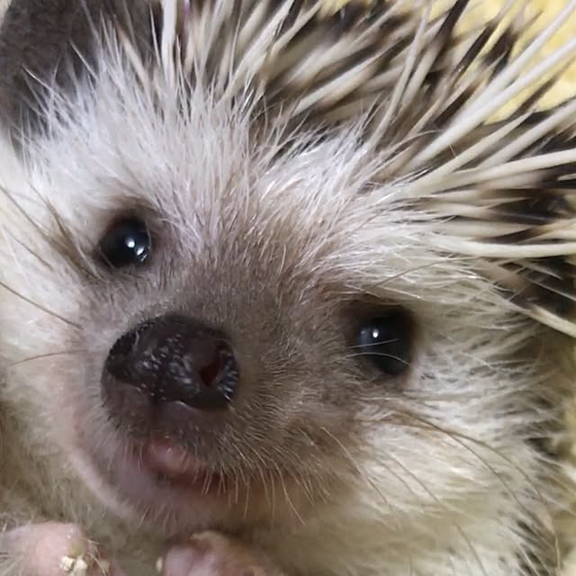 Sarionさんの実例写真