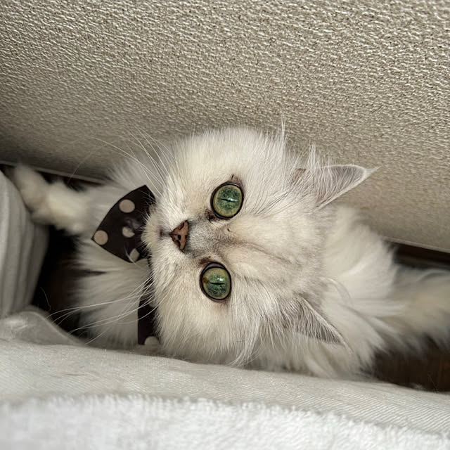 roseroseroseさんの部屋