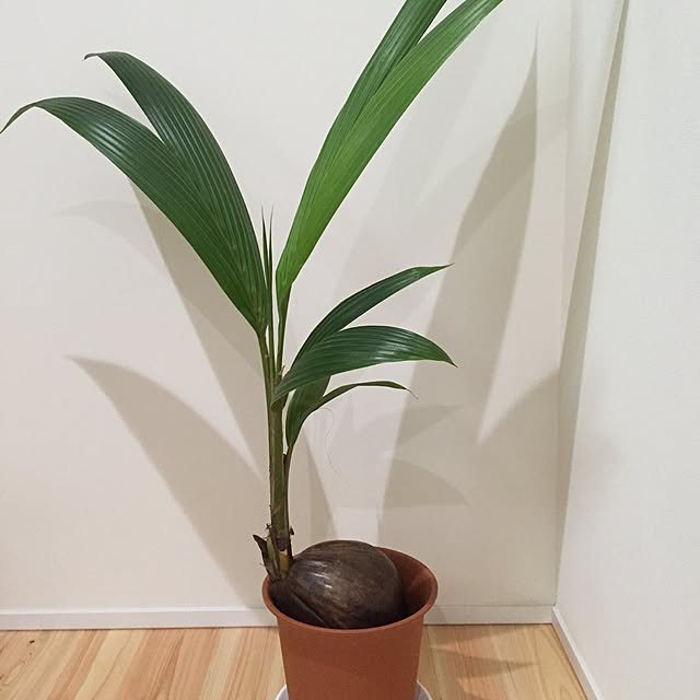 mo.ka.chuさんの実例写真