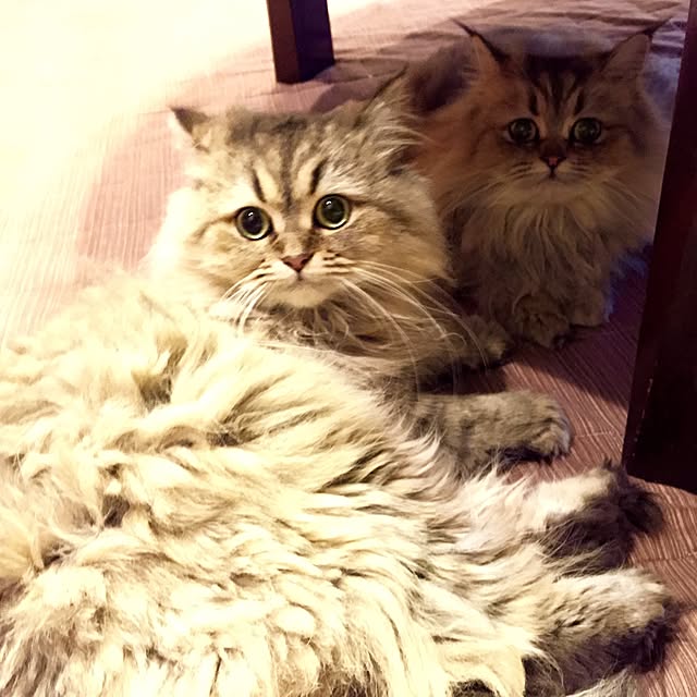 butachanさんの実例写真