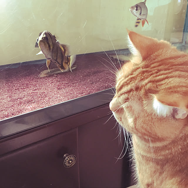 nekoさんの実例写真