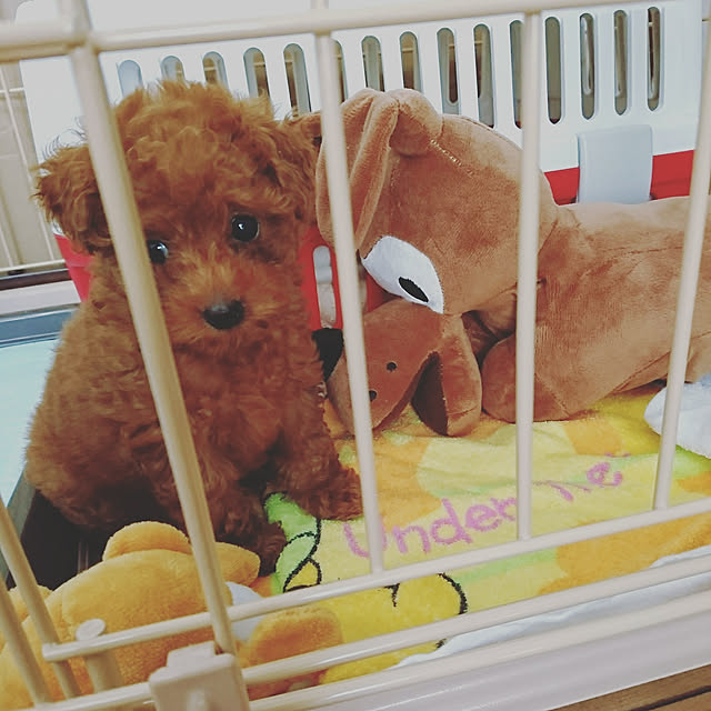 Rapisさんの実例写真