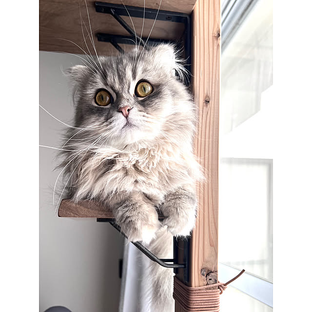 gfさんの実例写真
