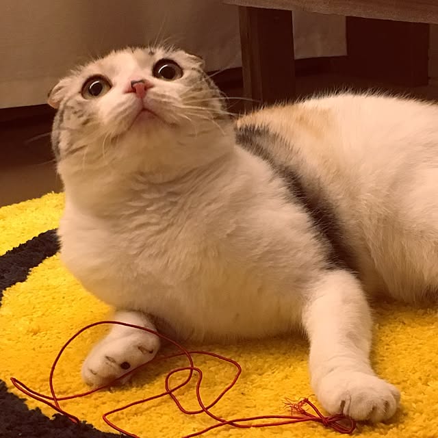 yokkochanさんの実例写真