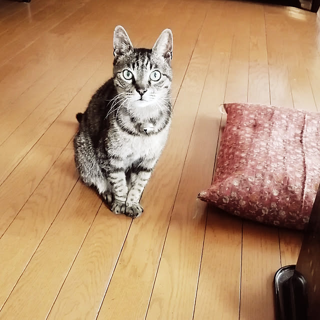 mo-minさんの実例写真