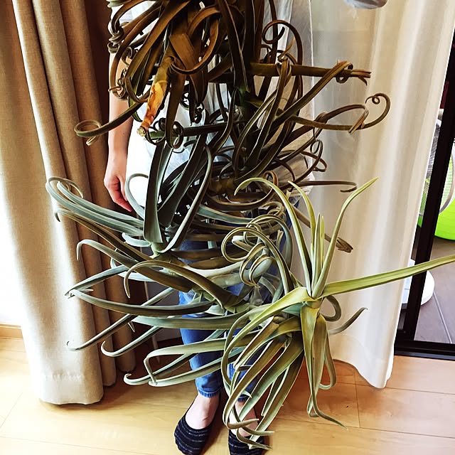 S-Tillandsiaさんの実例写真