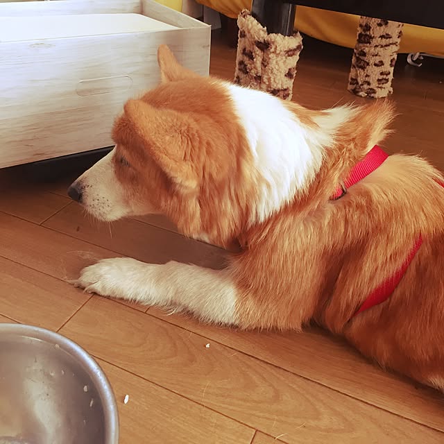 cheerさんの実例写真