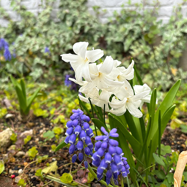 Kaeru-Mamaさんの部屋