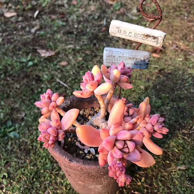 miniさんの実例写真