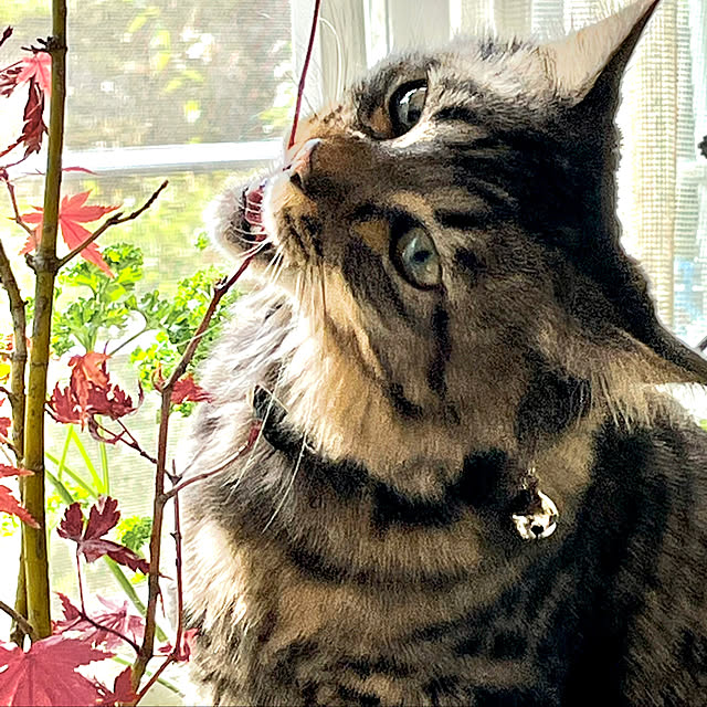 shushuさんの部屋