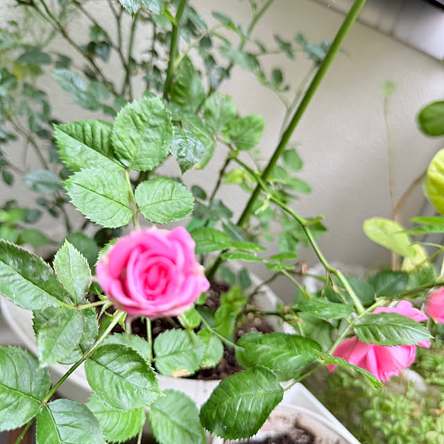 ChitoseImanishiさんの部屋
