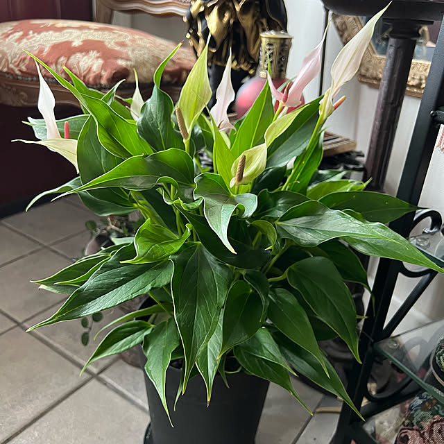 AYUKOさんの実例写真