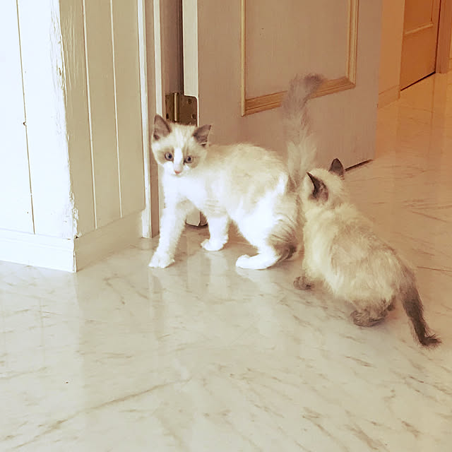 gingerwynksさんの実例写真