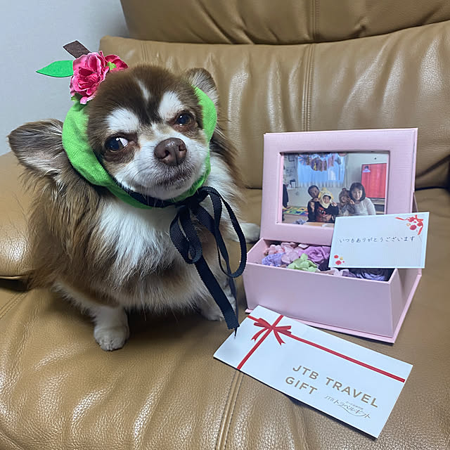 chIoeさんの実例写真