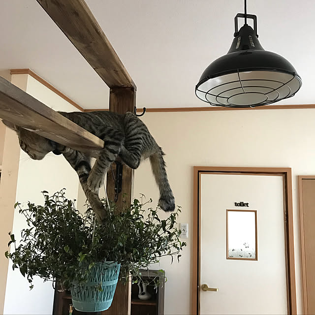 mikan161さんの実例写真