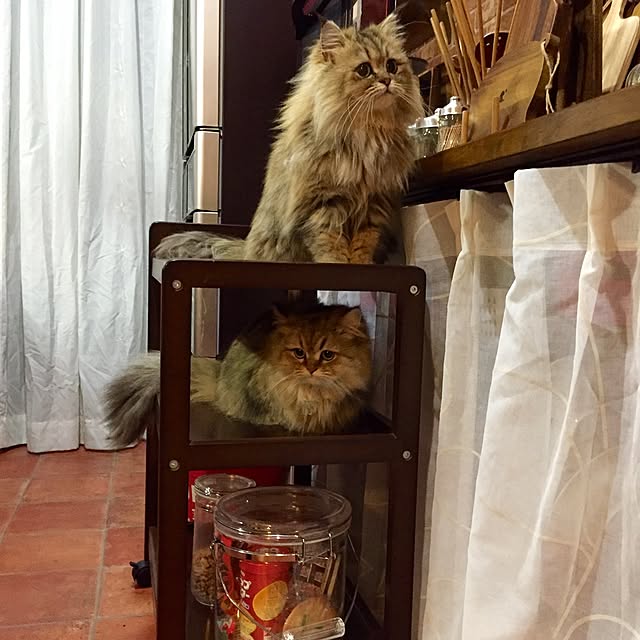 butachanさんの実例写真