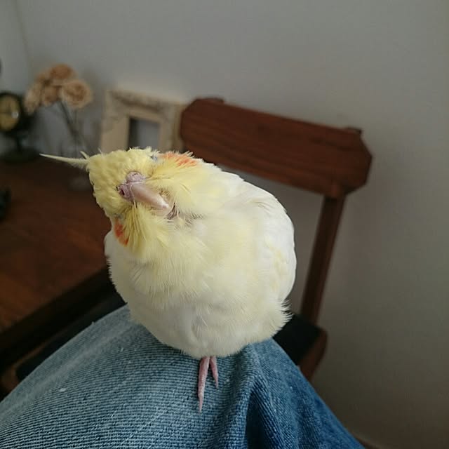 bibi.karuさんの実例写真