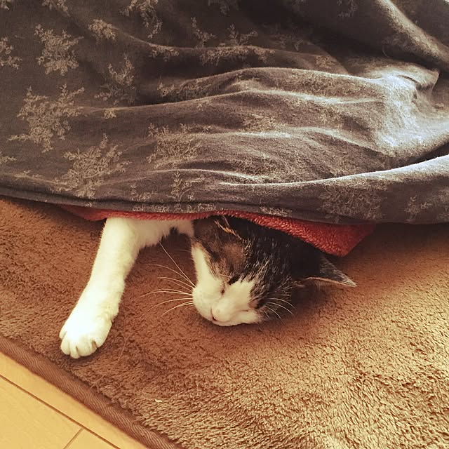 Akiさんの実例写真