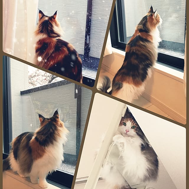 Tomokoさんの実例写真