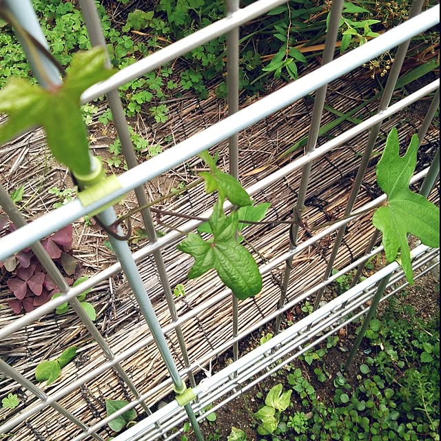 futukoさんの実例写真