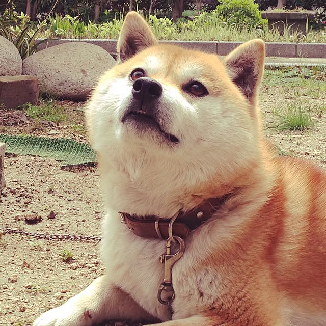mamipokoさんの実例写真