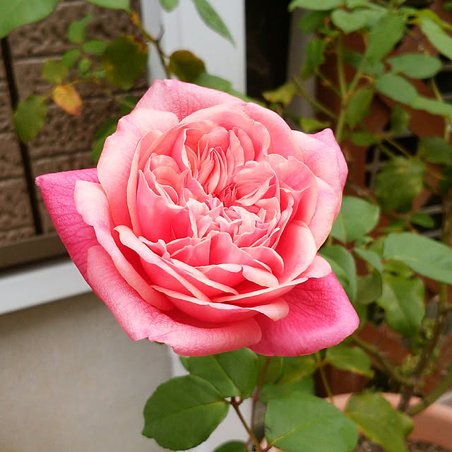 yum0408さんの実例写真