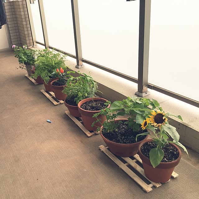 sochinobouさんの実例写真