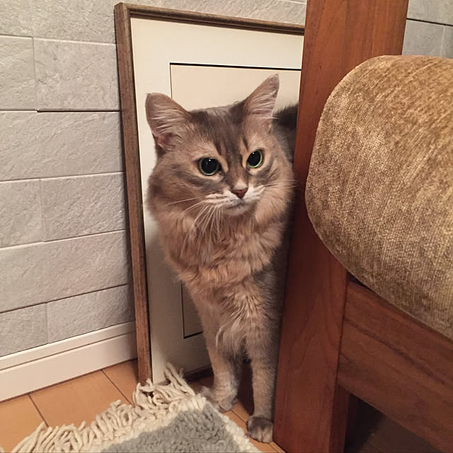 shihoさんの実例写真