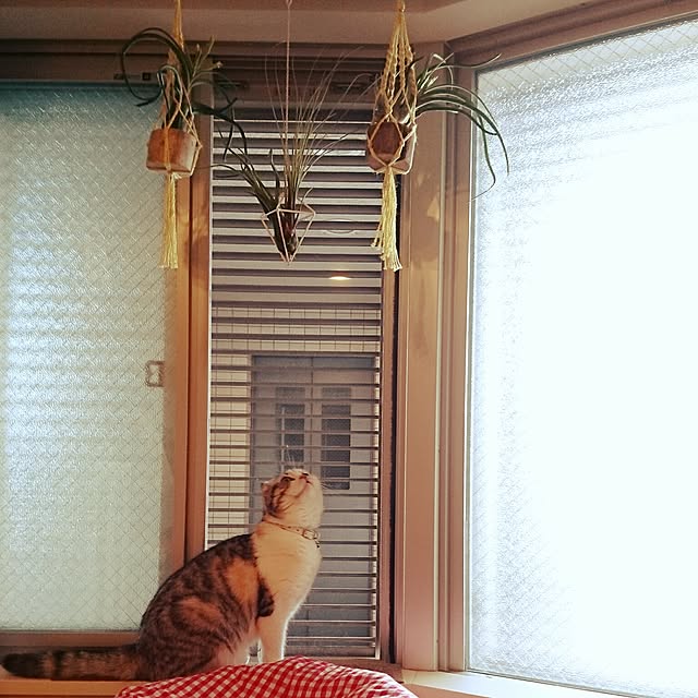 Sachiさんの実例写真