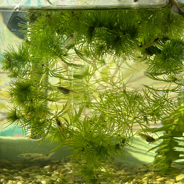 S_homeさんの部屋