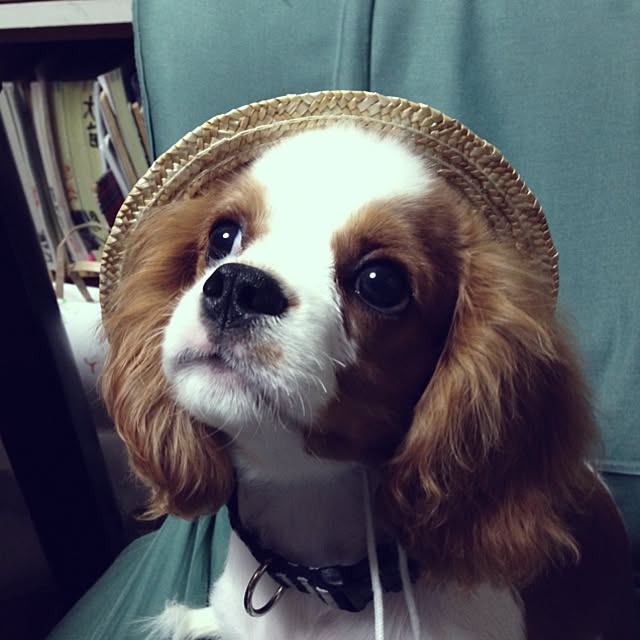 Apolloさんの実例写真