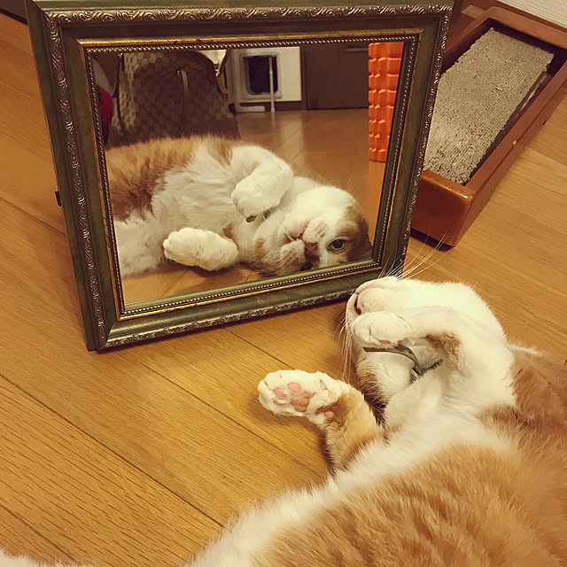 lavie0125さんの実例写真