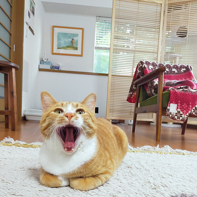 mokoさんの実例写真