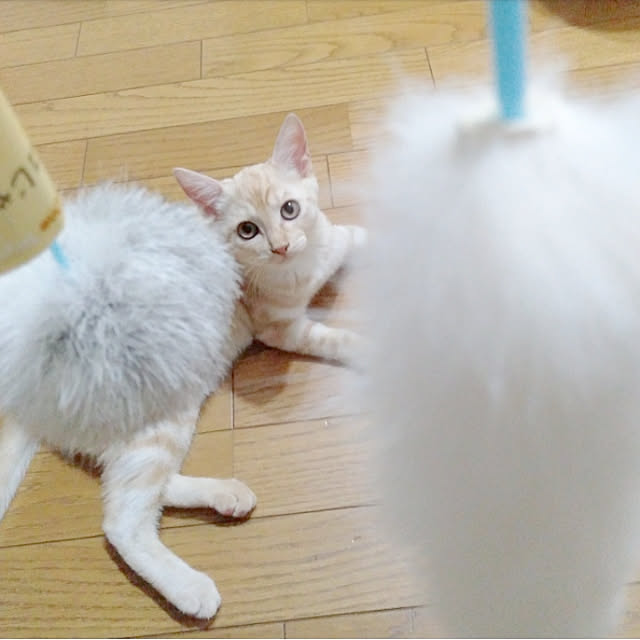 heart.emiemi57.whiteさんの実例写真