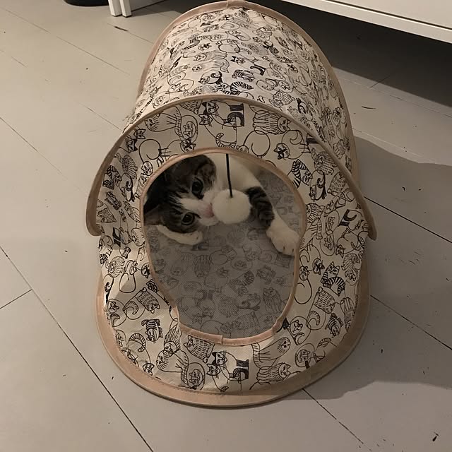 Shihoさんの実例写真