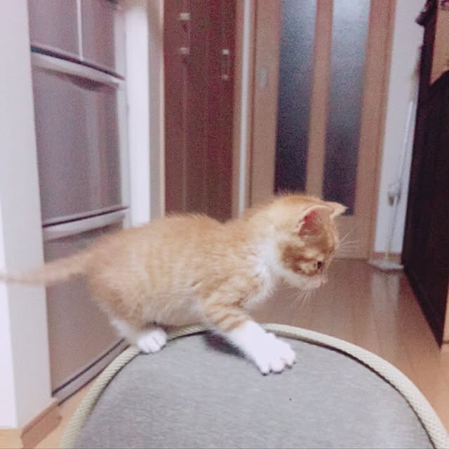 Hamuさんの実例写真
