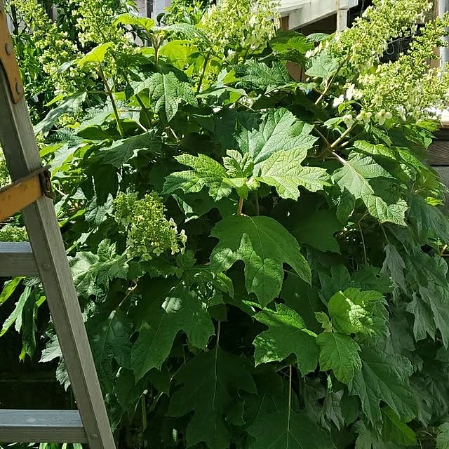 ramuramuさんの部屋