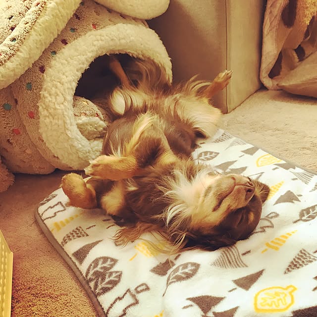 cookie_houseさんの実例写真