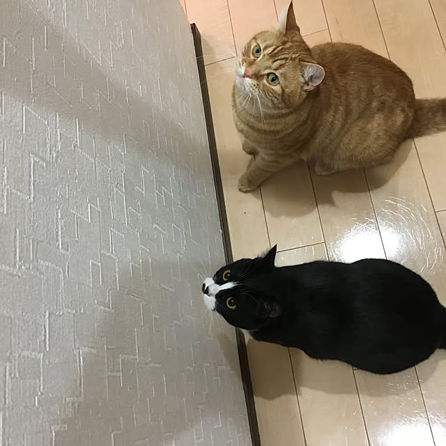 nekoさんの実例写真