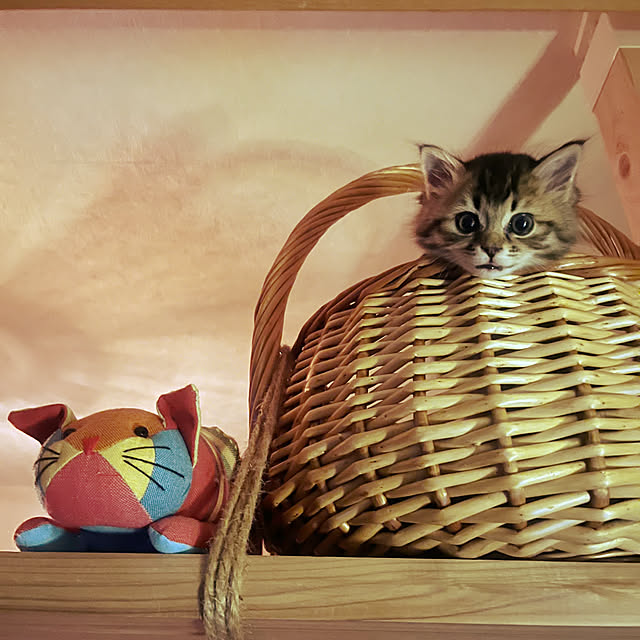 壁/天井/DIY/手作り家具/猫/賃貸...などのインテリア実例 - 2025-06-04 22:09:19