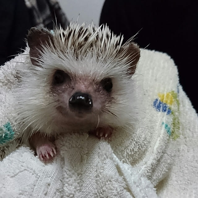 Reikomさんの実例写真